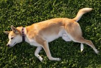 arti mimpi anjing mati