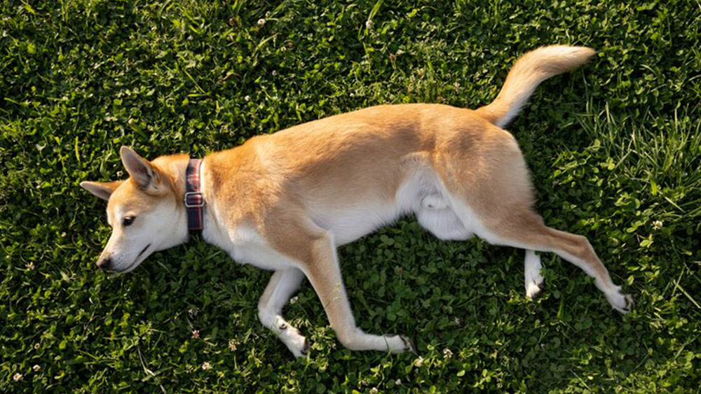 arti mimpi anjing mati