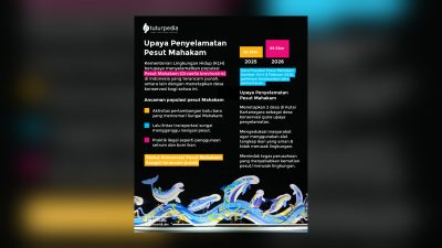 TUTURPEDIA - Populasi Diperkirakan Tinggal 66 Ekor, KLH Perkuat Upaya Penyelamatan Pesut Mahakam