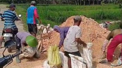 "Keneng Gawe” di Tengah Sawah: Swadaya Petani Jepangrejo Perkeras Jalan Demi Selamatkan Panen 3 TUTURPEDIA - "Keneng Gawe” di Tengah Sawah: Swadaya Petani Jepangrejo Perkeras Jalan Demi Selamatkan Panen