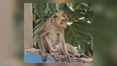 Muncul monyet liar di Sepanjang Sungai Grojogan, Lurah Mlangsen Evi Kartikasari: Warga Harap Tenang dan Waspada 3 TUTURPEDIA - Muncul monyet liar di Sepanjang Sungai Grojogan, Lurah Mlangsen Evi Kartikasari: Warga Harap Tenang dan Waspada