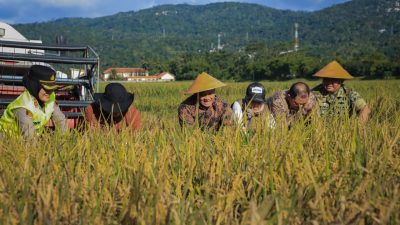 Panen Raya Serentak di 35 Daerah, Jateng Bidik 3,35 Juta Ton Gabah Awal 2026 5 TUTURPEDIA - Panen Raya Serentak di 35 Daerah, Jateng Bidik 3,35 Juta Ton Gabah Awal 2026
