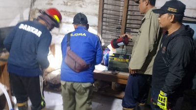 Sembunyi di Rumah Warga Desa Jepangrejo, Ular Kobra Dievakuasi Tim Damkar Blora dalam Hitungan Menit! 3 TUTURPEDIA - Sembunyi di Rumah Warga Desa Jepangrejo, Ular Kobra Dievakuasi Tim Damkar Blora dalam Hitungan Menit!