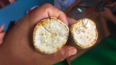 TUTURPEDIA - Viral Ketela “Boleng” di Randublatung, SPPG Tegaskan Bukan Basi: Itu Ciri Khas Ketela Cilembu