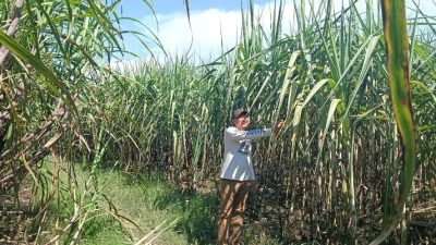 Kisruh PG GMM Blora Makin Panas! Yuyus Waluyo Desak Restrukturisasi: PTPN Dinilai Solusi Paling Rasional 3 TUTURPEDIA - Kisruh PG GMM Blora Makin Panas! Yuyus Waluyo Desak Restrukturisasi: PTPN Dinilai Solusi Paling Rasional