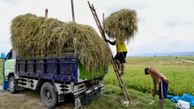 Jateng Tancap Gas Swasembada Pangan 2026, Ini Strategi yang Disiapkan 3 TUTURPEDIA - Jateng Tancap Gas Swasembada Pangan 2026, Ini Strategi yang Disiapkan