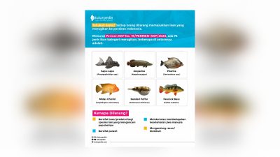 TUTURPEDIA - Viral Ikan Sapu-Sapu Kuasai Ciliwung, Ternyata Ada 75 Jenis Ikan Dilarang Masuk Indonesia