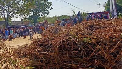 TUTURPEDIA - Aksi Tumpahkan Tebu! Tagih Janji Bulog di Depan PG GMM