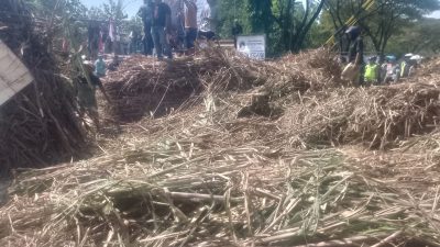 Petani Tebu Menunggu Kepastian: Ultimatum Waktu untuk PG GMM dan Bulog di Tengah Ancaman Penurunan Kualitas Panen! 3 TUTURPEDIA - Petani Tebu Menunggu Kepastian: Ultimatum Waktu untuk PG GMM dan Bulog di Tengah Ancaman Penurunan Kualitas Panen!