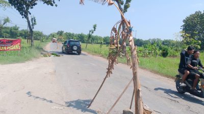 TUTURPEDIA - Aksi 'Tanam Pisang' Berbuah Manis, Inisiator Aksi dan Warga Siap Kawal Pembangunan Jalan Randublatung-Cepu Sampai Tuntas!