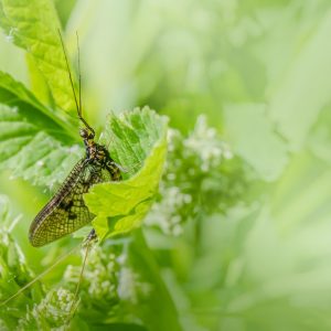 11 Hewan dengan Umur Terpendek, Ada yang Cuman Bertahan 24 Jam!