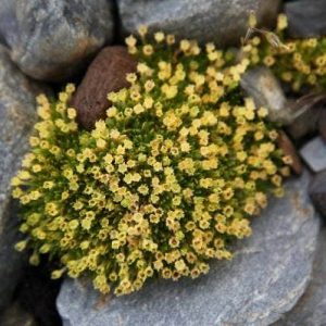 Mengejutkan! Bunga Bermekaran di Antartika,  Pertanda Kabar Buruk Menurut Ilmuwan 