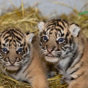 Voting Selesai, Ini 2 Nama untuk Bayi Harimau Sumatra di Kebun Binatang Prancis yang Terpilih