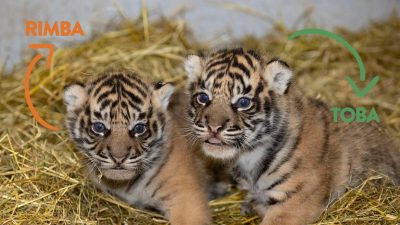 TUTURPEDIA - Voting Selesai, Ini 2 Nama untuk Bayi Harimau Sumatra di Kebun Binatang Prancis yang Terpilih