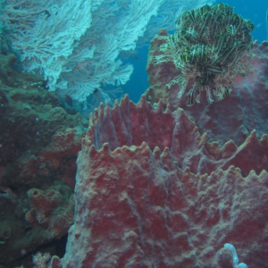 4 Rekomendasi Wisata di Manado Terpopuler yang Cocok Dikunjungi saat Libur Akhir Tahun Bersama Keluarga 