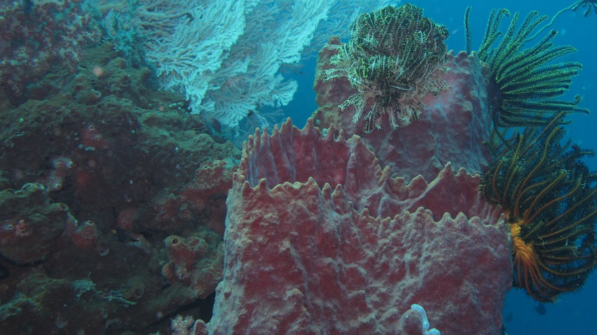 Rekomendasi wisata di Manado. Foto: jasling.menlhk.go.id