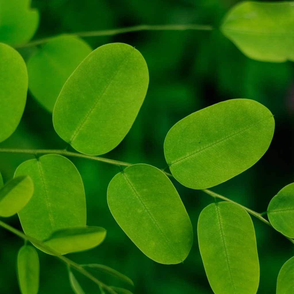 Inilah 5 manfaat daun kelor untuk kesehatan. Foto: unsplash.Com/Neha Maheen Mahfin