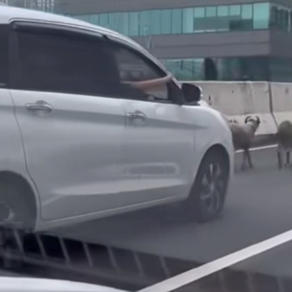TUTURPEDIA - Viral! Segerombolan Domba Sebabkan Kemacetan Parah di Jalan Layang Casablanca