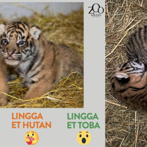 Dua Harimau Sumatra Lahir di Prancis! Ayo Ikutan Voting Pemberian Nama, Simak Caranya