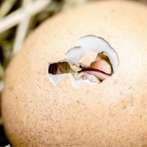Tebak-tebakan Maut hingga Tewaskan Pria di Muna, Berikut Penjelasan Mengenai Lebih Dulu Telur atau Ayam