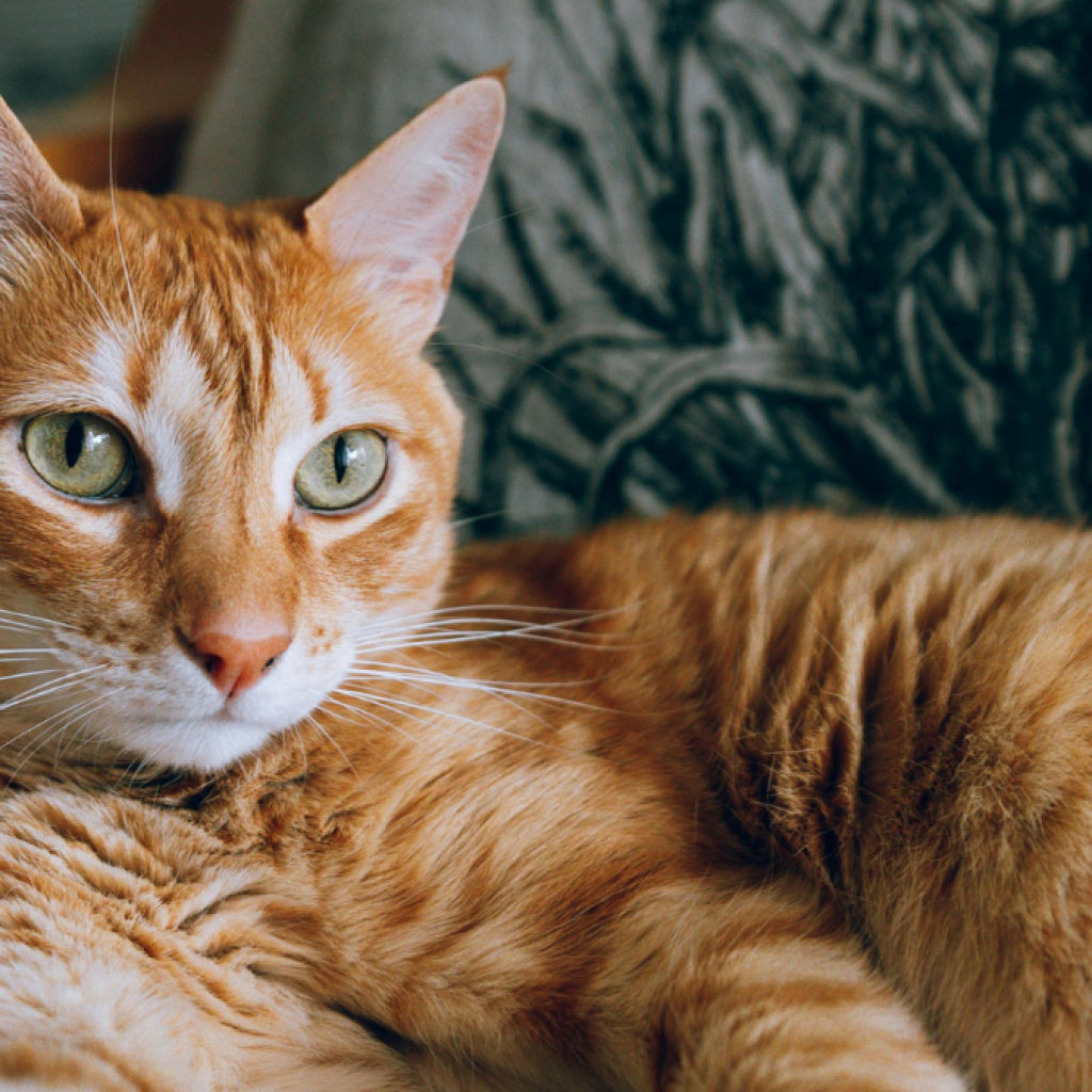 Ilustrasi daging kucing yang dikonsumsi oleh Nur, bapak kos di Semarang untuk obati diabetes. Foto: pexels.com/mati
