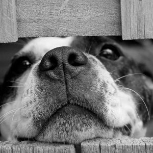 Polrestabes Semarang Ungkap Fakta Baru Terkait Pengiriman Ratusan Anjing yang Digagalkan di Tol Kalikangkung