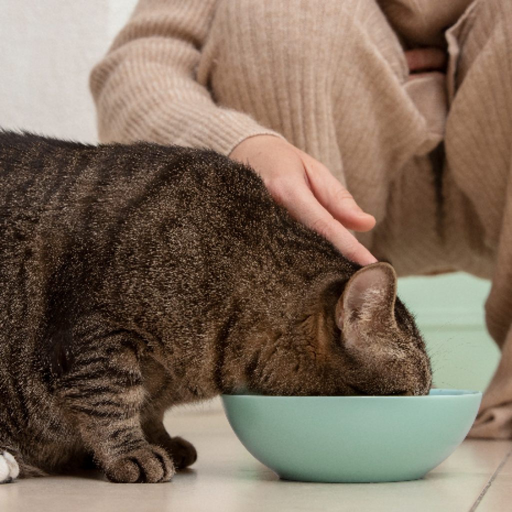 Tips Praktis Memberi Makan Kucing Peliharaan dengan Resep Makanan Buatan Sendiri