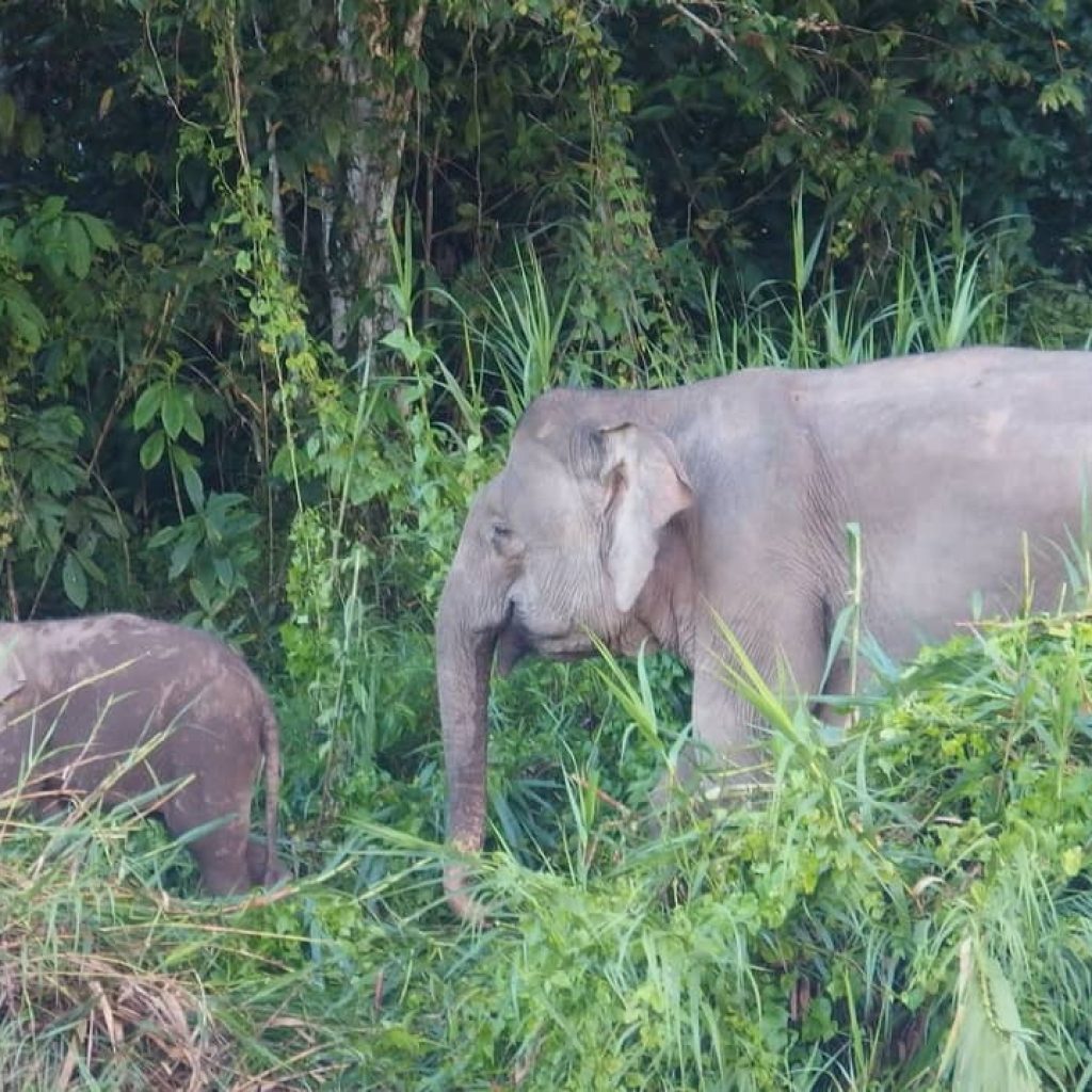 Gajah Kalimantan terancam punah. Foto: instagram.com/viatgelovers