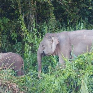 Spesies Gajah Terkecil Dunia asal Kalimantan Resmi Berstatus Terancam Punah