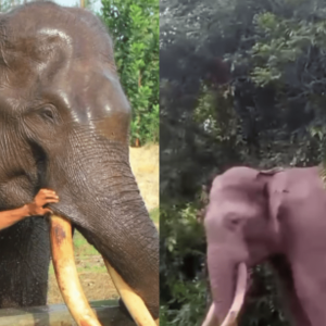 Pilu! 6 Fakta Kematian Gajah Rahman, Dugaan Mati Diracun dan Gading Sebelah Kirinya Hilang