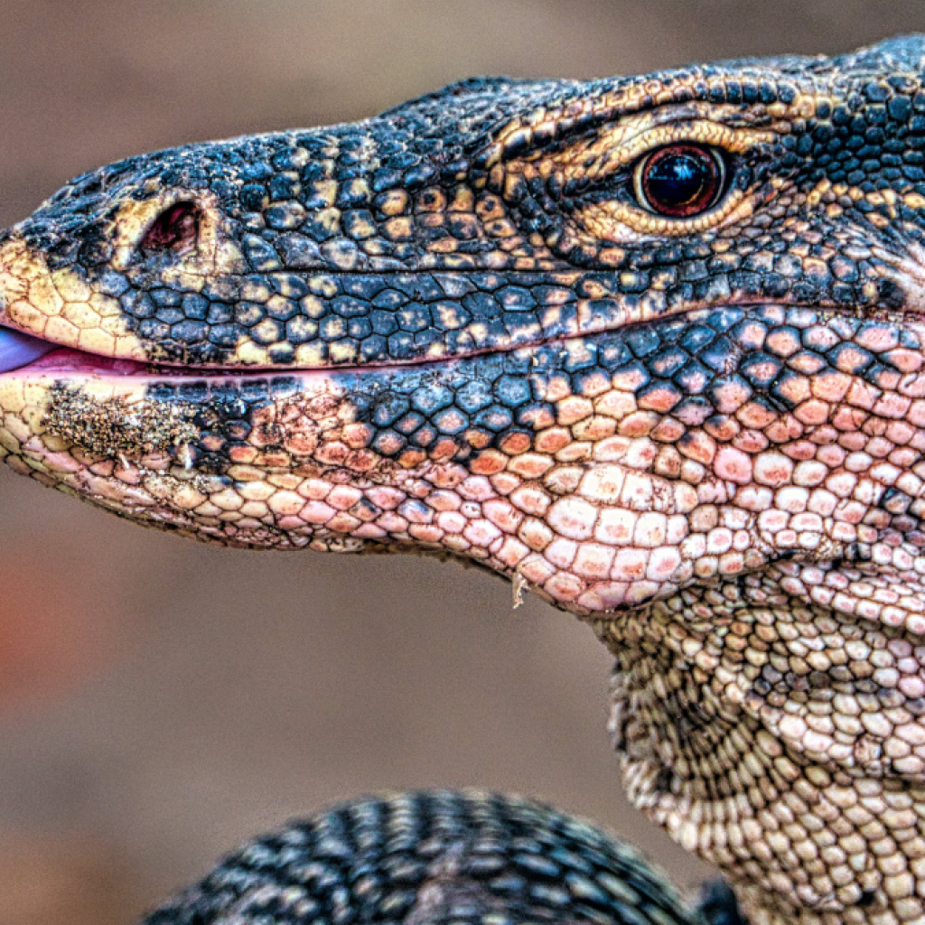 Penyelundupan Anak Komodo di Labuan Bajo, Dibeli 2 Juta dari Warga dan Dijual Kembali 28 Juta 