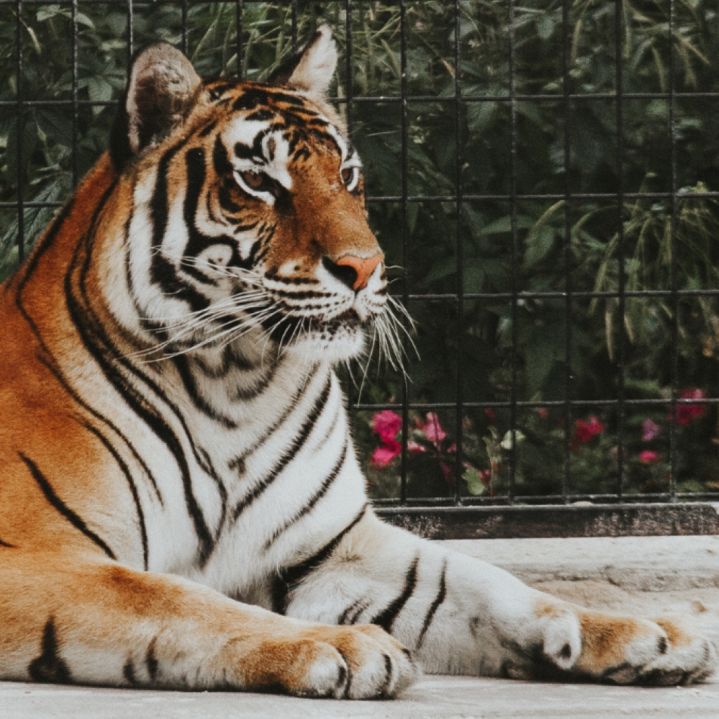 Tragis! Harimau Terkam Penjaga Hingga Tewas di Samarinda, Pemilik Menjadi Tersangka