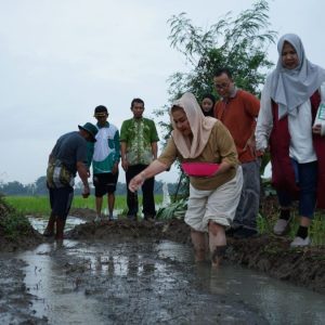 Pemkot Semarang dan BRIN Tanam Padi Biosalin, Manfaatkan Lahan Tidur Jadi Lahan Produktif