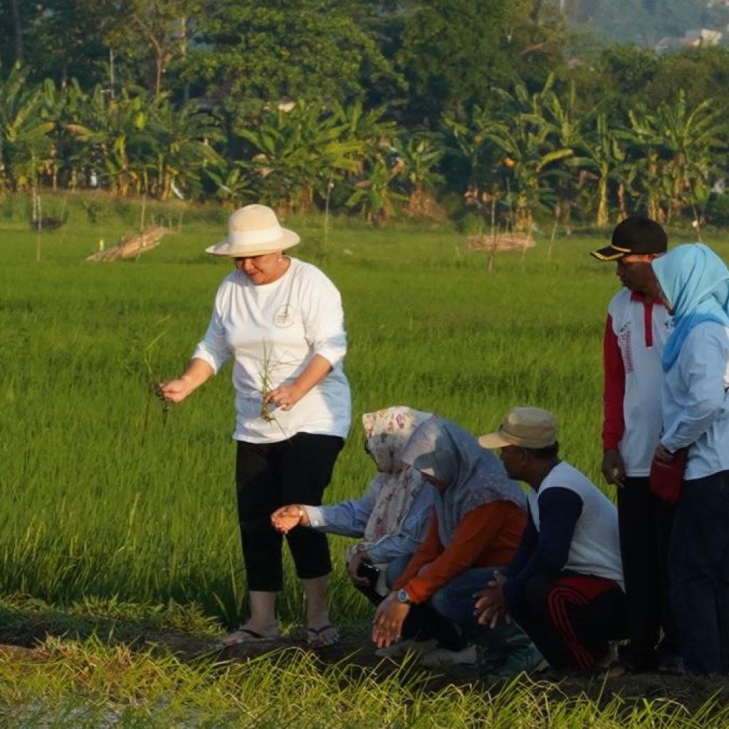 Tinjau Progres, Wali Kota Semarang Harap Padi Biosalin Dapat Menghasilkan Beras Berkualitas