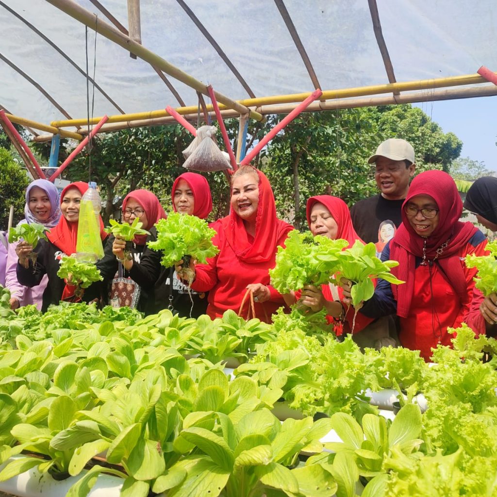 Wali Kota Semarang, Hevearita Gunaryanti Rahayu saat melaksanakan panen sayur hidroponik di Kelurahan Wonolopo, Kecamatan Mijen. Foto: Istimewa