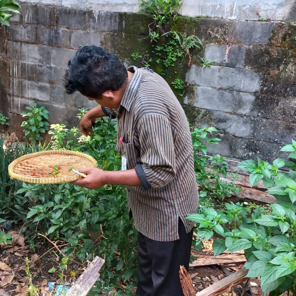 Keberhasilan urban farming di Kelurahan Bulusan. Foto: Istimewa