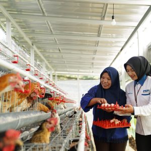 Bantu Ekonomi dan Pangan, PNM Bagikan 240 Ekor Ayam
