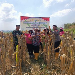 DARI JAGA KEAMANAN KE JAGA PANGAN: Polsek Kunduran Turun ke Ladang, Dukung Swasembada Pangan Lewat Panen Jagung Serentak