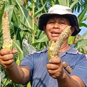 DP4 Siapkan Bantuan, Minta Petani Aktif Melapor Terkait Serangan Hama Tikus