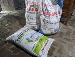 Pupuk ‘Lenyap’ di Blora: Petani Gedongsari Mengancam Lapor, Produksi Padi Terancam Gagal!