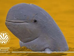 Populasi Diperkirakan Tinggal 66 Ekor, KLH Perkuat Upaya Penyelamatan Pesut Mahakam