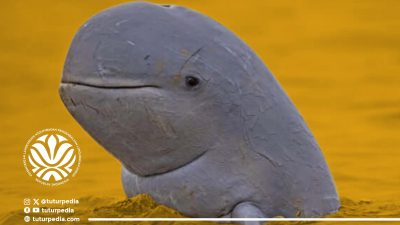 Populasi Diperkirakan Tinggal 66 Ekor, KLH Perkuat Upaya Penyelamatan Pesut Mahakam