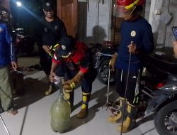 Sembunyi di Rumah Warga Desa Jepangrejo, Ular Kobra Dievakuasi Tim Damkar Blora dalam Hitungan Menit!
