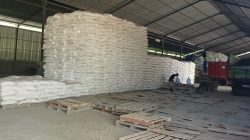 TUTURPEDIA - Tiga Bulan Pupuk Urea Bersubsidi Langka di Todanan, Petani Blora Keluhkan Pemerintah Kurang “Sat Set”