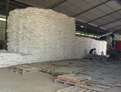 Tiga Bulan Pupuk Urea Bersubsidi Langka di Todanan, Petani Blora Keluhkan Pemerintah Kurang “Sat Set”