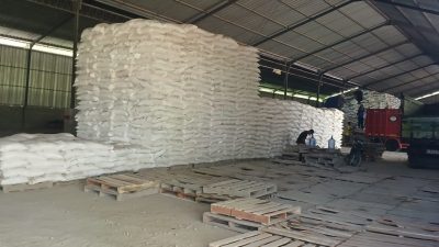 TUTURPEDIA - Tiga Bulan Pupuk Urea Bersubsidi Langka di Todanan, Petani Blora Keluhkan Pemerintah Kurang “Sat Set”