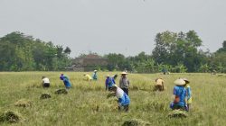 Jateng Tancap Gas Swasembada Pangan 2026, Ini Strategi yang Disiapkan 5 TUTURPEDIA - Jateng Tancap Gas Swasembada Pangan 2026, Ini Strategi yang Disiapkan