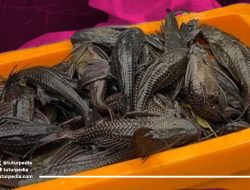 Viral Ikan Sapu-Sapu Kuasai Ciliwung, Ternyata Ada 75 Jenis Ikan Dilarang Masuk Indonesia
