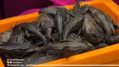 TUTURPEDIA - Viral Ikan Sapu-Sapu Kuasai Ciliwung, Ternyata Ada 75 Jenis Ikan Dilarang Masuk Indonesia