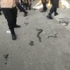 Tak Ditemui Bupati Indramayu, Massa Ajak Ular Berdemo!